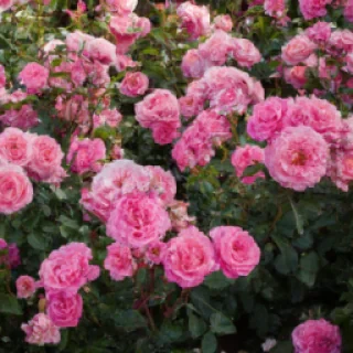 feild of pink roses